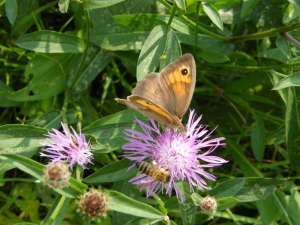  Motýl i včela se sešly na pastvě na jednom květ