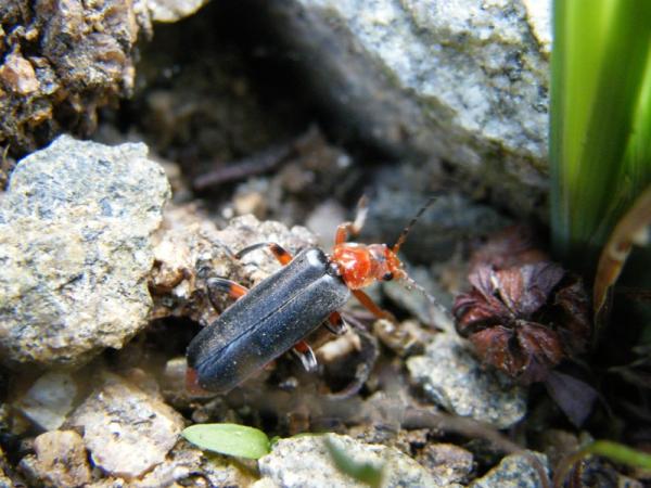  Páteříček se živí larvami drobného hmyzu a mšicemi