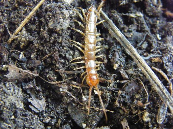  Dravá stonožka svou hmyzí potravu hledá nejčastěji v kompostu