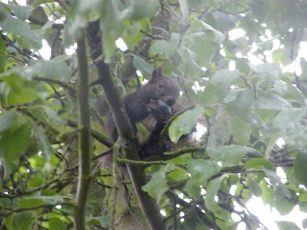  Veverka z blízkého lesa pravidelně navštěvuje zahradu nejen kvůli ořechům, ale i švestkám