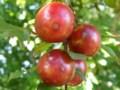 Myrobalán třešňový (Prunus cerasifera)